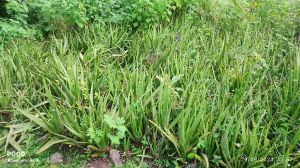 Aloe vera Plants