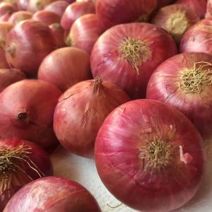 Nashik onion Garwa