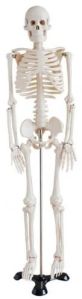 BEP-046 Skeleton Model