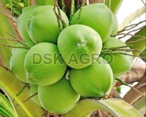 A Grade Tender Coconut