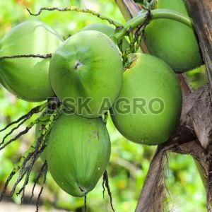 Natural Tender Coconut