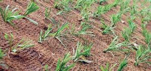 Erosion Control Mat
