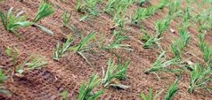 Erosion Control Mat