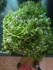 Dehydrated Coriander