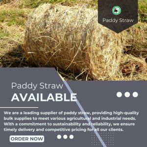 Paddy Straws