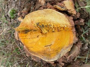 Tree Cutter Machine