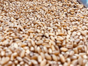 Sortex Wheat