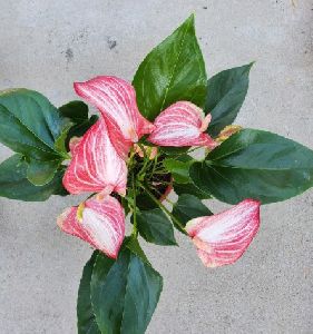 Anthurium Livium Plant