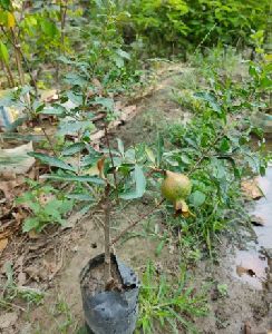 Pomegranate Hybrid Plant