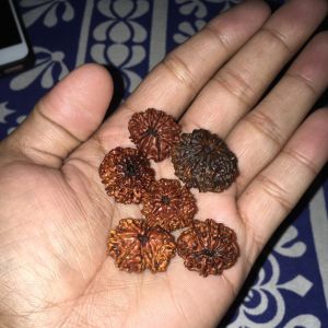 Natural Rudraksh