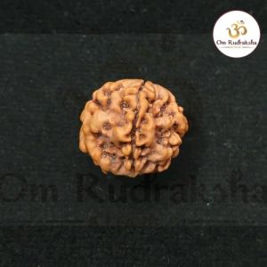 1 Mukhi Round Rudraksha Beads