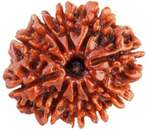 10 Mukhi Round Rudraksha Beads