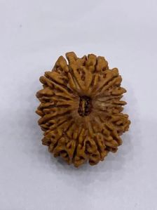 15 Mukhi Nepali Rudraksha Beads