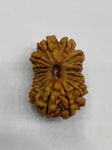 16 Mukhi Nepali Rudraksha Beads