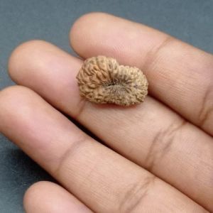 18 Mukhi Java Rudraksha Beads