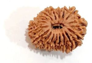 18 Mukhi Nepali Rudraksha Beads