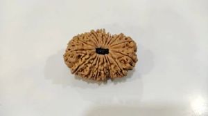 19 Mukhi Nepali Rudraksha Beads