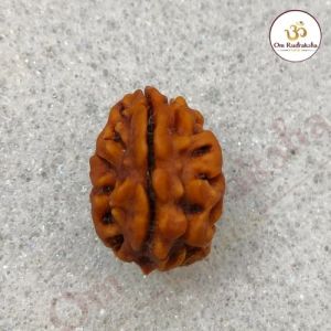 2 Mukhi Himalayan Rudraksha Beads