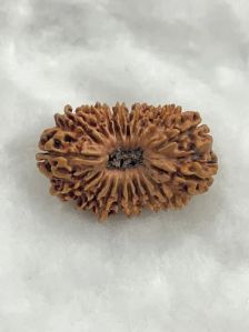 20 Mukhi Nepali Rudraksha Beads