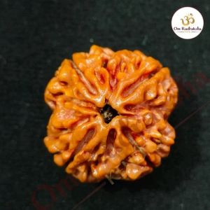 4 Mukhi Round Rudraksha Beads