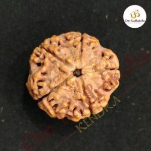 5 Mukhi Nepali Rudraksha Beads