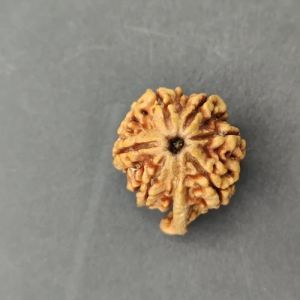 Ganesh Mukhi Rudraksha Beads