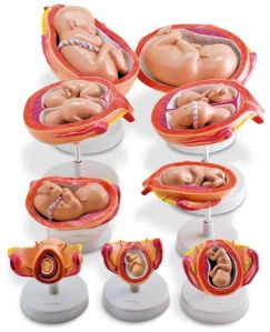 Embryo Development Model