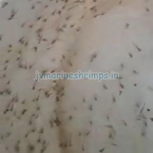 Bagda Prawn Seeds