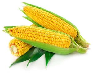 Fresh Yellow Maize