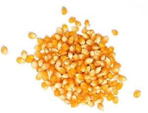 YELLOW CORN/MAIZE