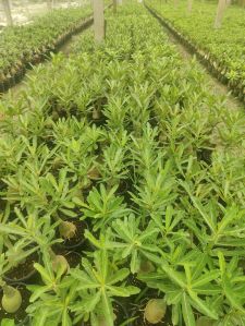 Grafted Adenium Plants