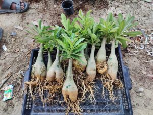 Grafted Adenium Plants