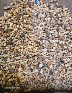 Neem Seeds