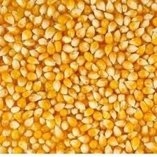 yellow corn maize