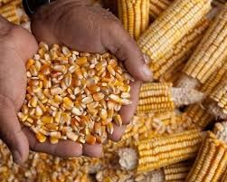 yellow corn maize