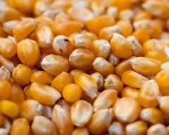 yellow corn maize