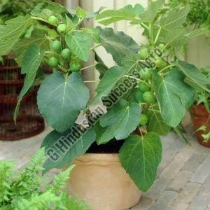 Diana Fig Plant