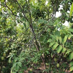 Golden Grafted Custard Apple Plant