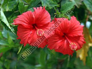 hibiscus plant