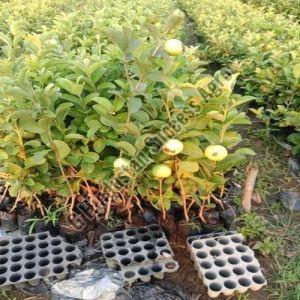 Yellow Guava Plant