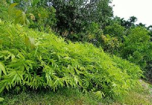 Dendrocalamus Strictus Bamboo Plant