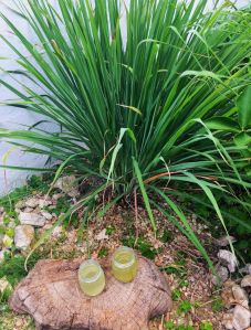 lemongrass leaves,T Cut Lemon Grass