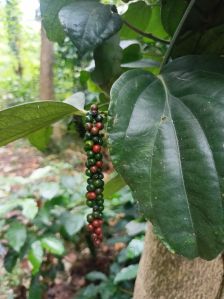 Black Pepper Seed