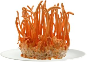 Cordyceps militaris mushroom