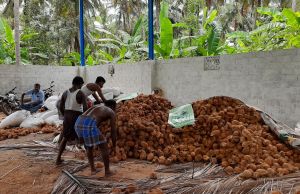 Tender Coconut