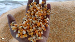 Yellow Maize Seeds