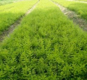 White Shatavari Plants