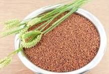 Ragi Seeds