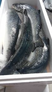 fresh Atlantic Salmon