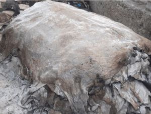 Wet Salted Cattle Hides